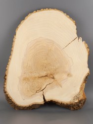 Спил дерева ясень d 37-46 см ТВ-2003