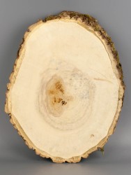 Спил дерева клён d 24-30 см ТВ-2017