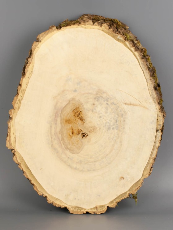 Спил дерева клён d 24-30 см ТВ-2017