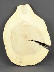 Спил дерева вяз d 23-31 см ТВ-1517