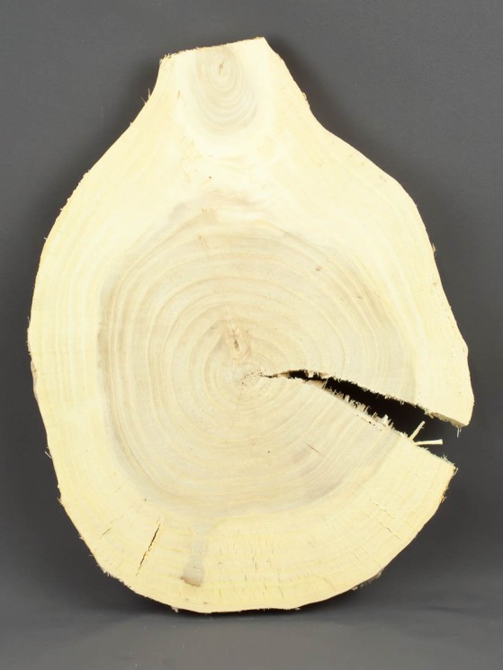 Спил дерева вяз d 23-31 см ТВ-1517