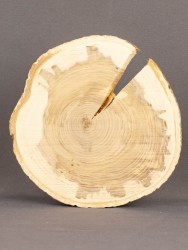 Спил дерева яблоня d 15-17 см ТВ-1704