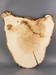 Спил дерева ясень d 46-49 см ТВ-2004