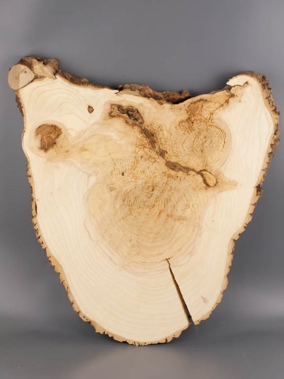 Спил дерева ясень d 46-49 см ТВ-2004