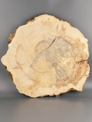 Спил дерева клён d 47-51 см ТВ-2018