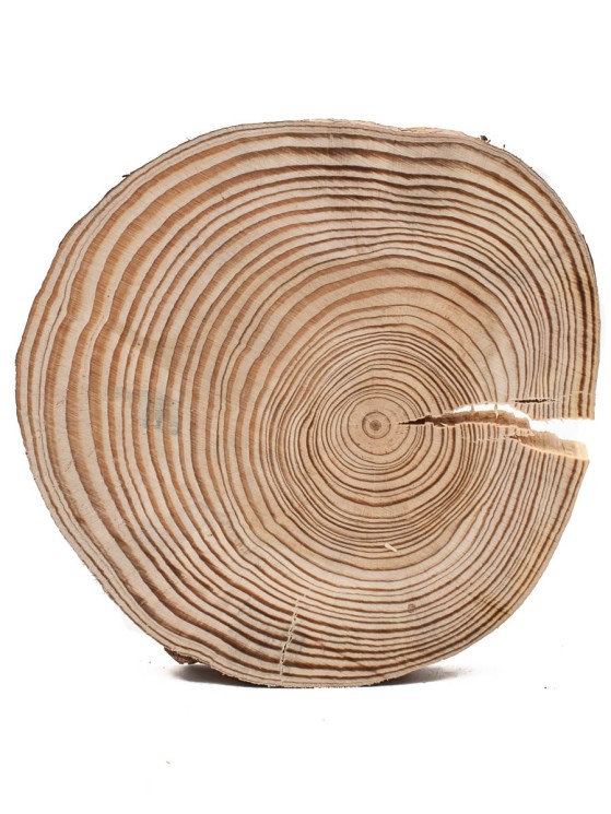 Спил дерева лиственница d 13-15 см ТВ-822