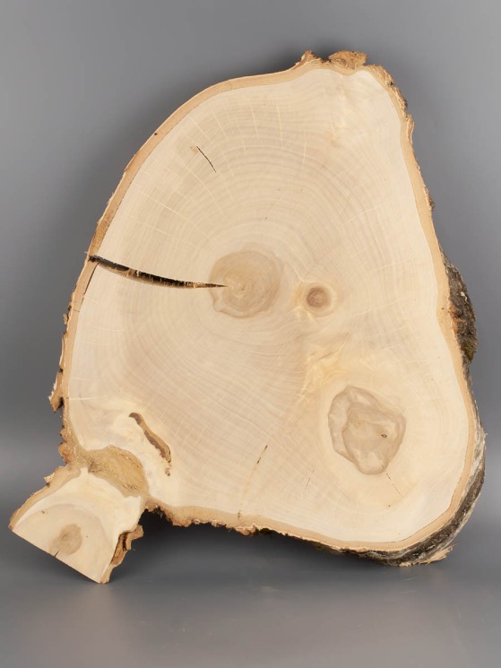 Спил дерева берёза d 36-45 см ТВ-2019