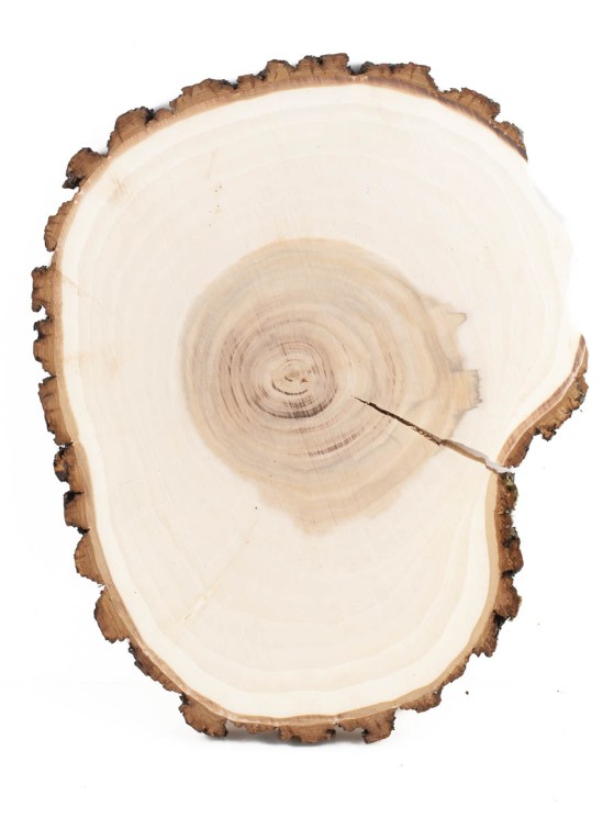 Спил дерева ива d 21-26 см ТВ-1479