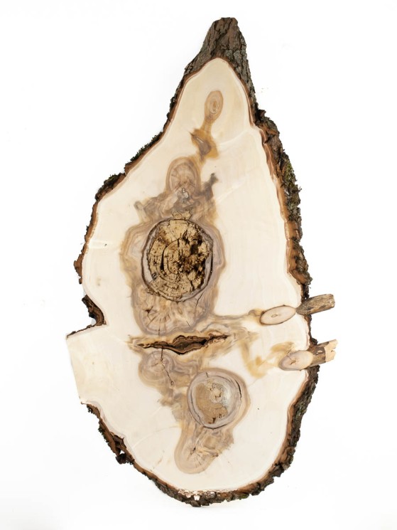 Спил дерева ива d 40-76 см ТВ-1480