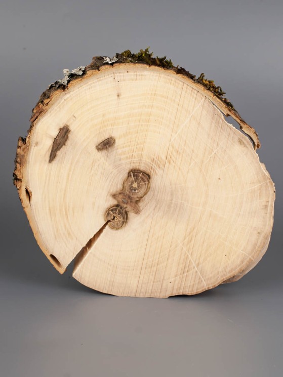 Спил дерева груша d 14-16 см ТВ-1801