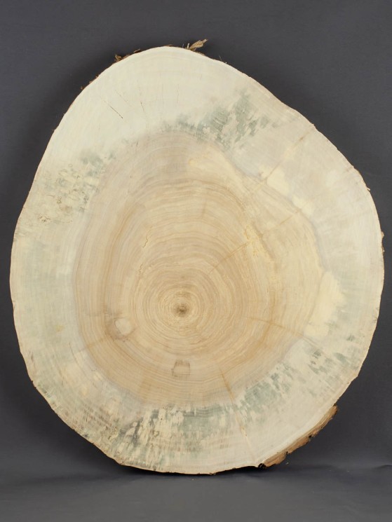 Спил дерева ива d 38-43 см ТВ-1629