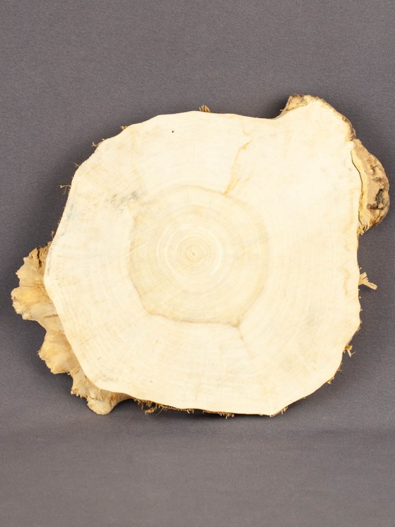 Спил дерева клён d 17-20 см ТВ-1708