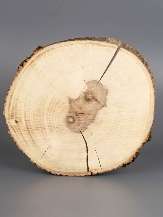 Спил дерева груша d 16-18 см ТВ-1802