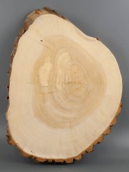 Спил дерева ива d 31-41 см ТВ-2008