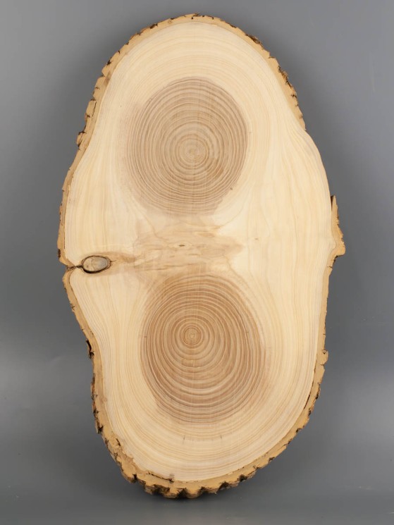 Спил дерева ясень d 23-40 см ТВ-2022