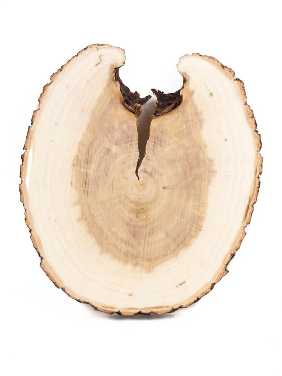 Спил дерева ива d 16-18 см ТВ-1278