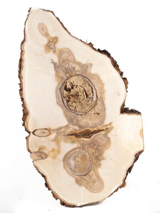 Спил дерева ива d 39-65 см ТВ-1482