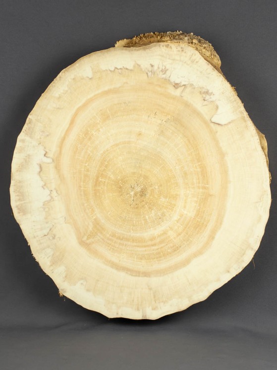 Спил дерева клён d 35-40 см ТВ-1630