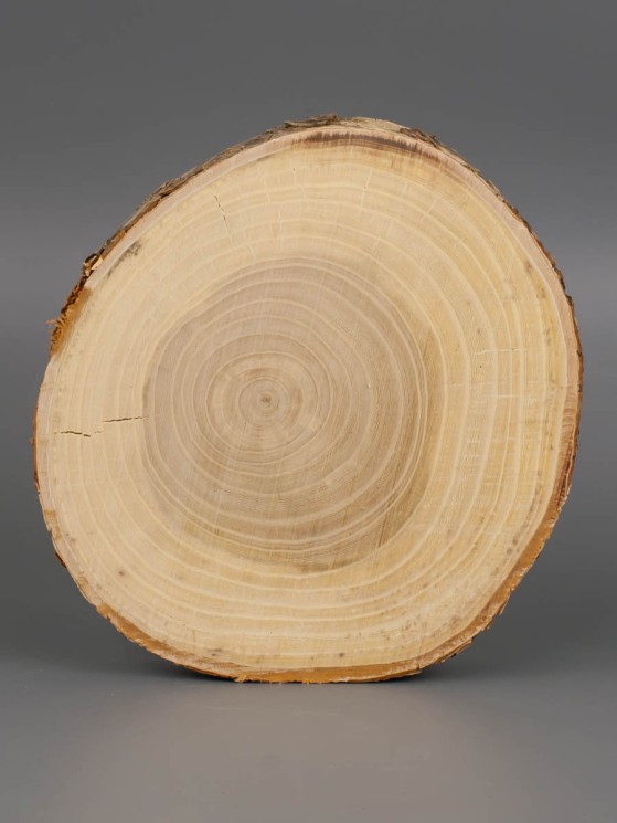 Спил дерева вяз (карагач) d 14-16 см ТВ-1882