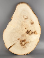 Спил дерева тополь d 36-52 см ТВ-2023