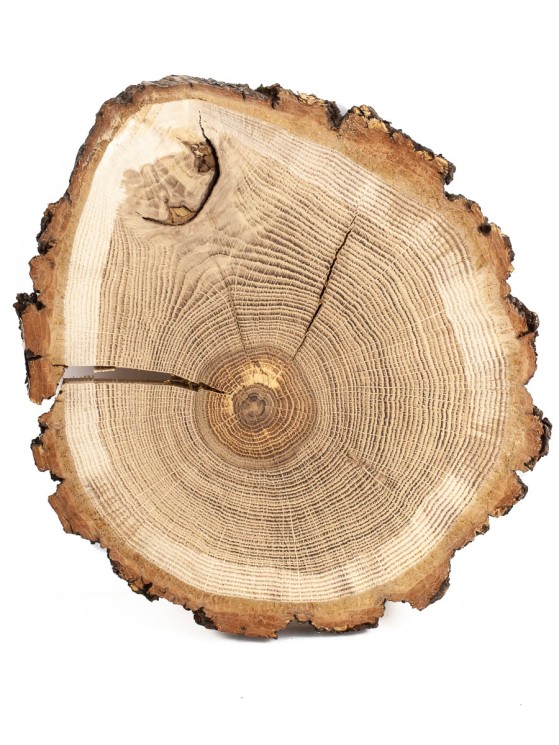 Спил дерева дуб d 20-23 см ТВ-1279