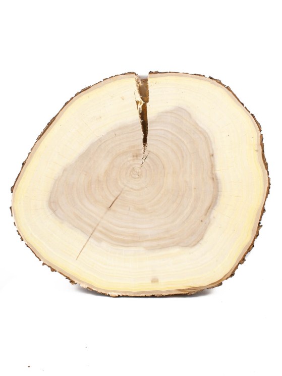 Спил дерева вяз d 32-36 см ТВ-1522