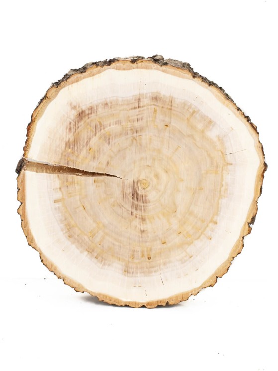 Спил дерева ива d 13-15 см ТВ-1370