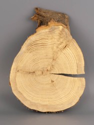 Спил дерева дуб d 16-21 см ТВ-2026