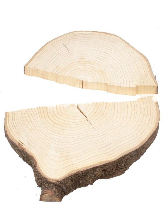 Спил дерева ель d 37-44 см ТВ-1524