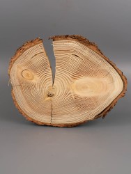 Спил дерева лиственница d 19-24 см ТВ-1885