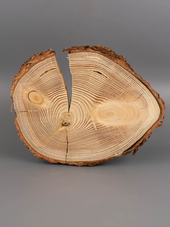 Спил дерева лиственница d 19-24 см ТВ-1885