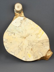 Спил дерева берёза (шпальт) d 21-32 см ТВ-1525