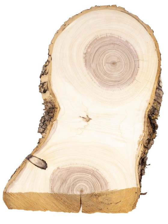 Спил дерева ясень d 22-35 см ТВ-1572