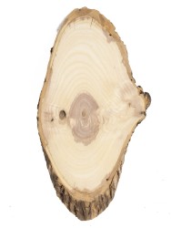 Спил дерева вяз d 13-25 см, толщина 11-14 мм ТВ-269