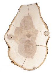 Спил дерева ясень d 35-51 см ТВ-1573