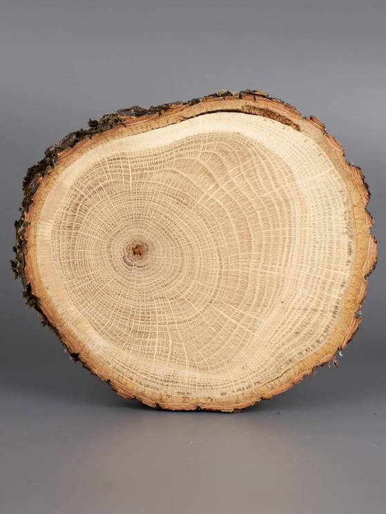 Спил дерева дуб d 12-14 см ТВ-1808