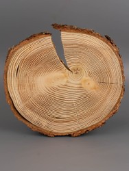 Спил дерева лиственница d 20-22 см ТВ-1886