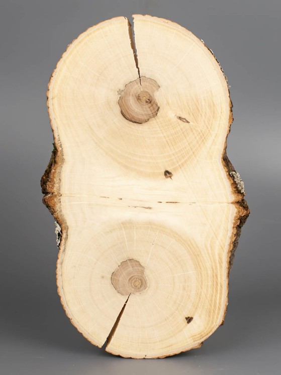 Спил дерева груша d 13-24 см ТВ-1809