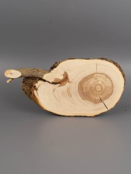 Спил дерева яблоня d 13-26 см ТВ-1887 