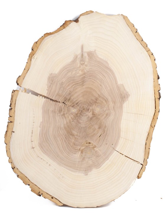 Спил дерева ясень d 31-42 см ТВ-1574