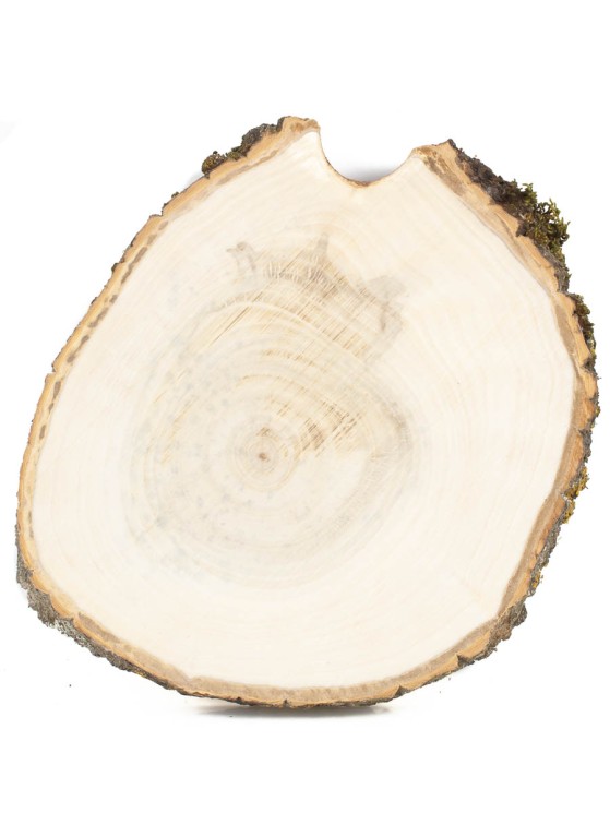 Спил дерева тополь d 18-22 см ТВ-1647