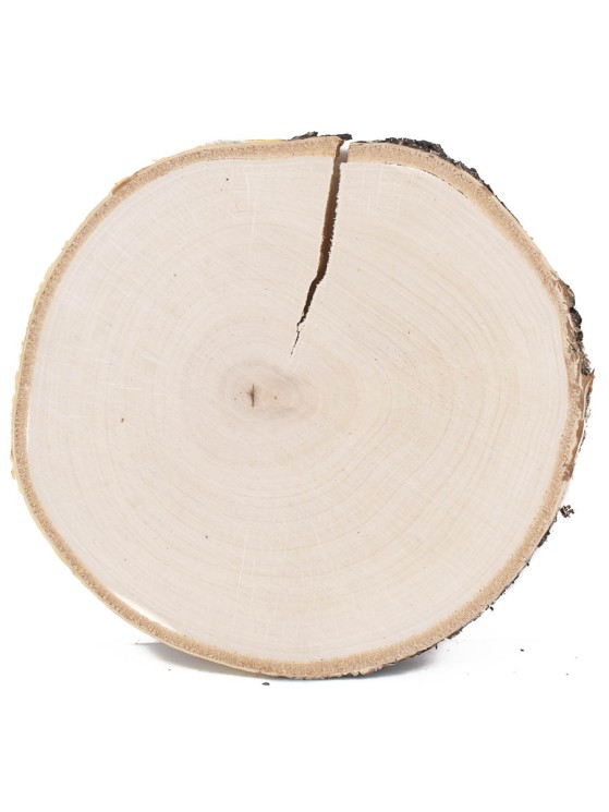 Спил дерева берёза d 19-21 см КЛ-0003