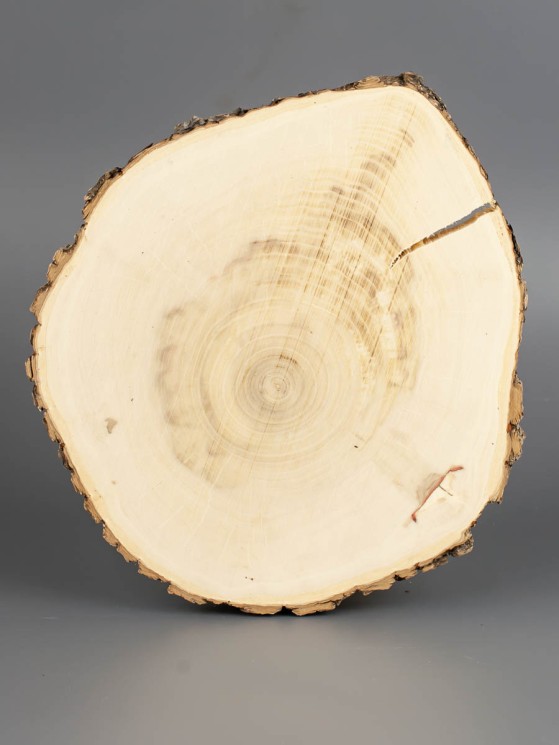 Спил дерева клён d 18-21см ТВ-1813