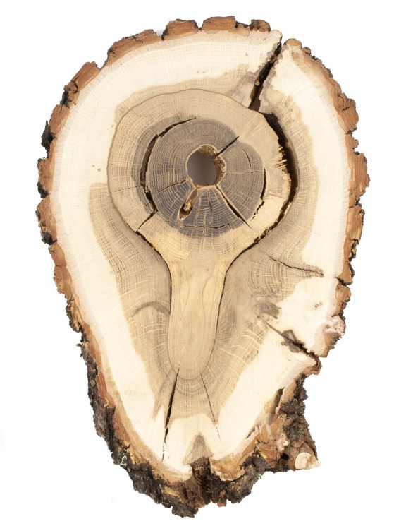 Спил дерева дуб d 17-26 см ТВ-1649