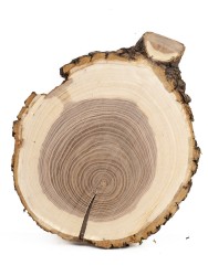 Спил дерева ясень d 21-26 см ТВ-720