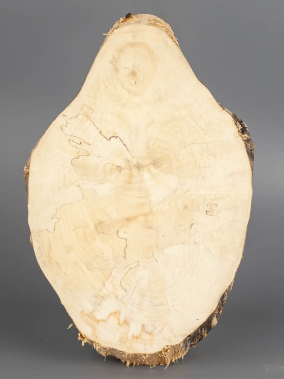 Спил дерева клён d 17-25 см ТВ-1815