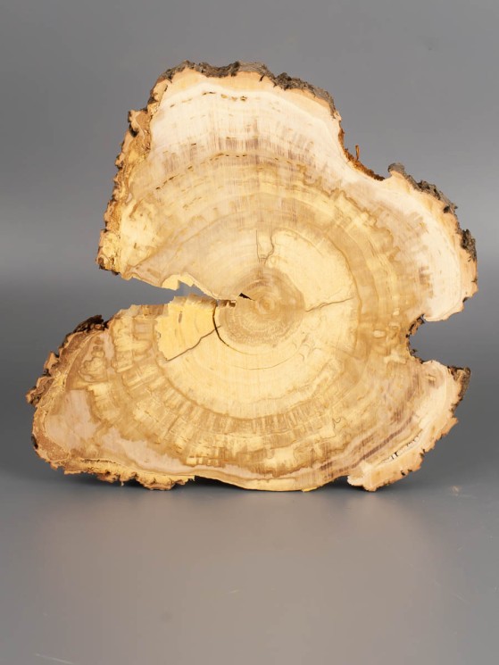 Спил дерева ива d 15-17 см ТВ-1922