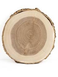 Спил дерева ясень d 23-25 см ТВ-499