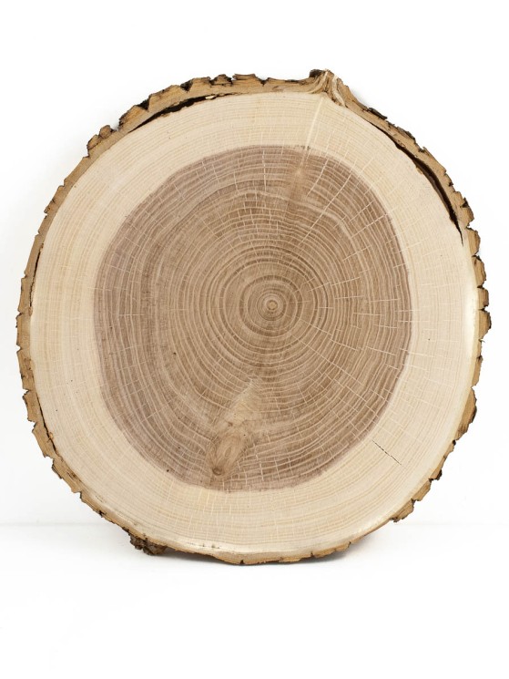 Спил дерева ясень d 23-25 см ТВ-499