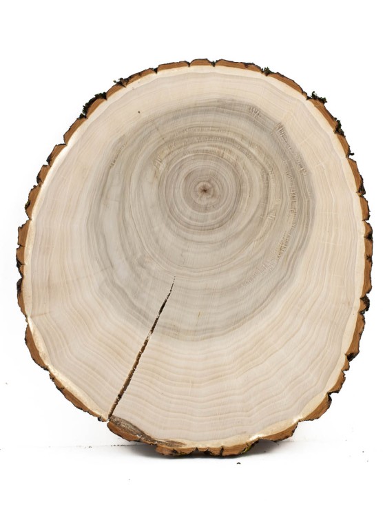 Спил дерева тополь d 21-24 см. ТВ-831